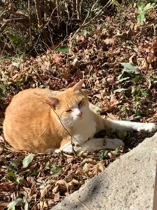 唐澤山神社の動物