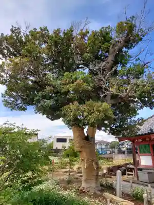 家原寺(大阪府)