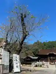 手力雄神社(岐阜県)