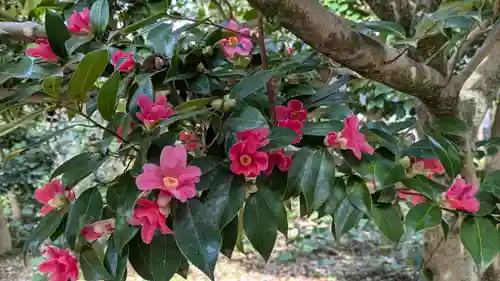 半木神社（賀茂別雷神社境外末社）(京都府)
