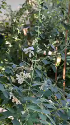得浄明院(善光寺別院)(京都府)