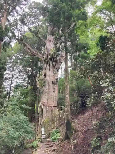 玉置神社の自然