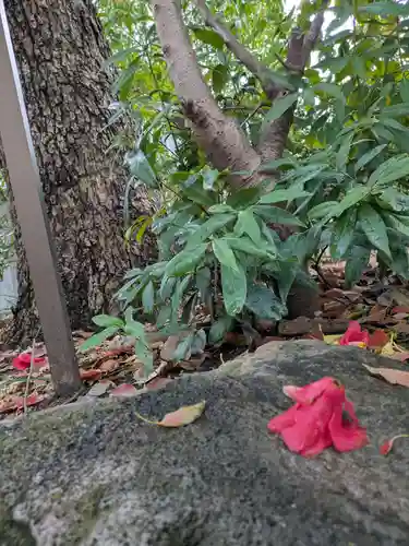 中津瀬神社の自然