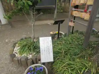川越八幡宮(埼玉県)