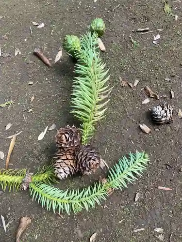 胎安神社(茨城県)