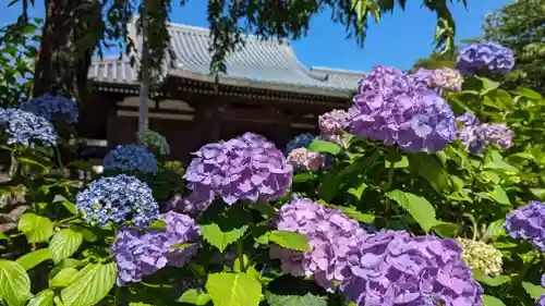 法金剛院の自然