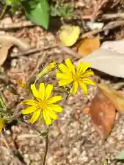 岡部春日神社～👹鬼門よけの🌺花咲く🌺やしろ～の自然