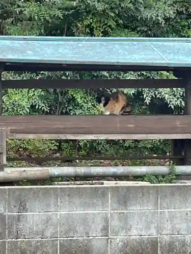 三島神社の{uncategorized: "未分類", other: "その他", undefined: "問題あり", building: "その他建物", grave: "お墓", sacred_gate: "鳥居", guardian: "狛犬", statue: "像", buddha: "仏像", history: "歴史", nature: "自然", garden: "庭園", animal: "動物", pagoda: "塔", temizu: "手水舎", mountain_gate: "山門・神門", sanctuary: "本殿・本堂", subordinate: "末社・摂社", art: "芸術", scenery: "景色", jizo: "地蔵", ema: "絵馬", goshuin: "御朱印", omikuji: "おみくじ", items: "授与品その他", amulet: "お守り", goshuincho: "御朱印帳", eats: "食事", festival: "お祭り", votive_dance: "神楽", shichigosan: "七五三参", wedding: "結婚式", experience: "体験その他", initially: "初詣", around: "周辺", anti_infection: "感染症対策"}