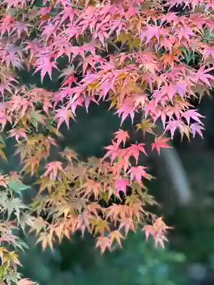 富士山本宮浅間大社(静岡県)