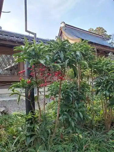 沙沙貴神社の自然
