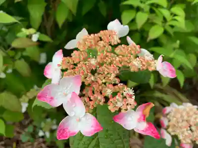 普門寺(切り絵御朱印発祥の寺)(愛知県)