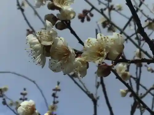北野天満宮(京都府)
