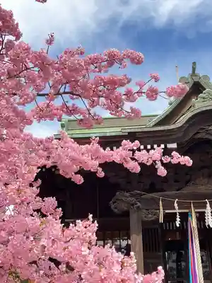 桜神宮(東京都)