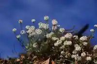 阿久津「田村神社」(郡山市阿久津町)旧社名:伊豆箱根三嶋三社の庭園