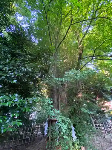 大國魂神社の自然