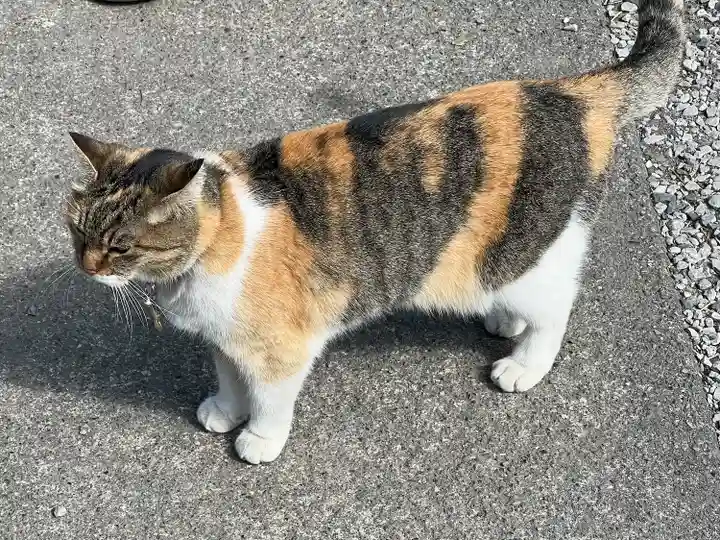 前玉神社(埼玉県)
