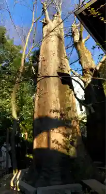 川越氷川神社(埼玉県)