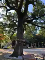 福母八幡宮の自然