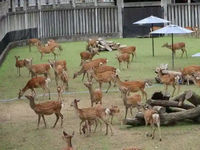 夫婦大國社(春日大社末社)(奈良県)
