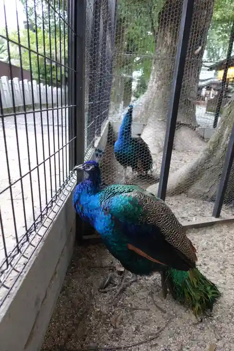 田中神社の動物