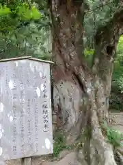 小國神社の自然