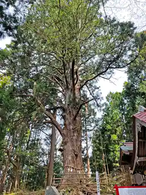 戸隠神社の自然