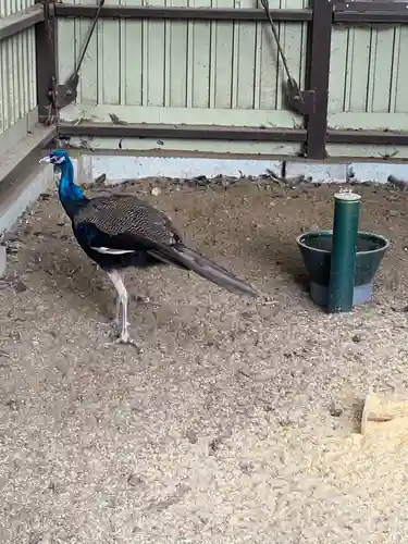 岩槻久伊豆神社の動物