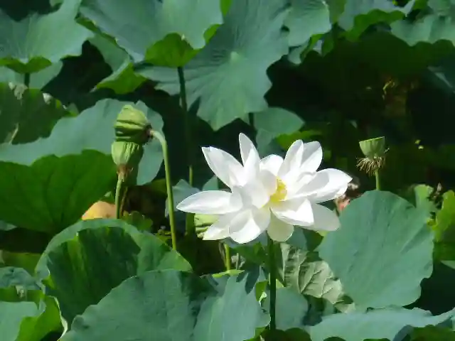 鶴岡八幡宮の自然
