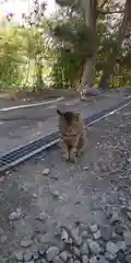 鹿角八坂神社の動物