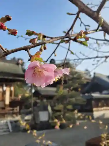 沙沙貴神社の自然