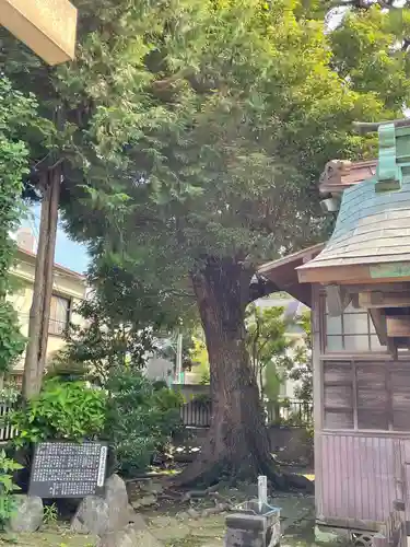 高円寺天祖神社の自然
