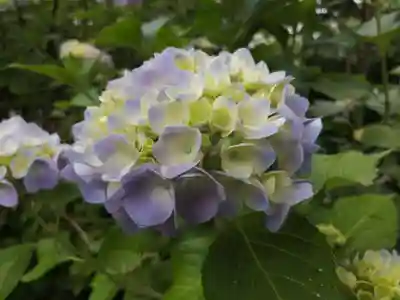 矢田寺(奈良県)