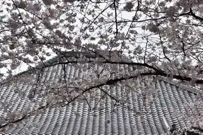 墨染寺（桜寺）の自然