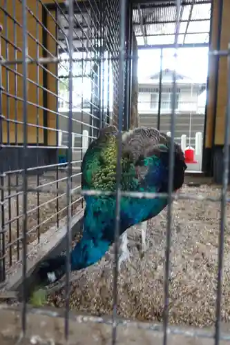 田中神社の動物