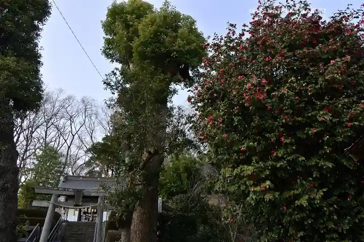 本郷氷川神社(埼玉県)