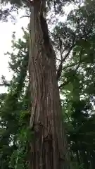 石神社の自然