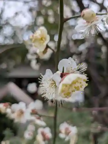 阿佐ヶ谷神明宮(東京都)