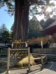 北口本宮冨士浅間神社の自然