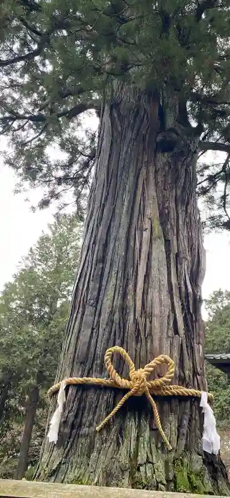 北口本宮冨士浅間神社の自然