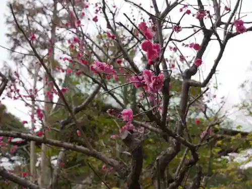 江島神社の自然