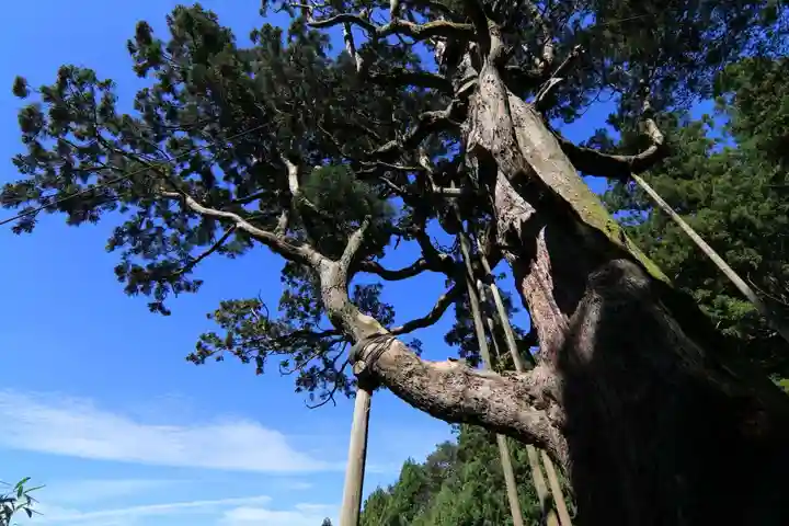 木幡山隠津島神社(二本松市)の自然