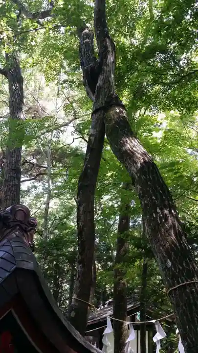 新屋山神社の自然