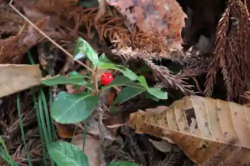 鹿島大神宮の自然