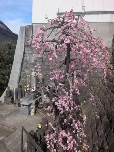妙清寺(東京都)
