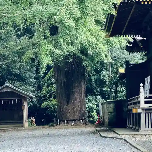 玉敷神社(埼玉県)