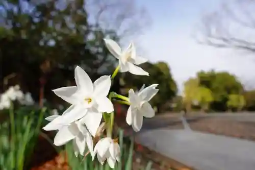 蓮華王院（三十三間堂）の自然