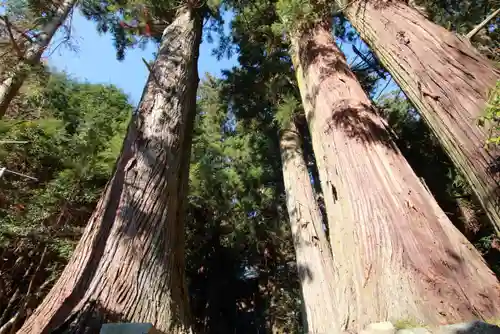 鹿島大神宮の自然