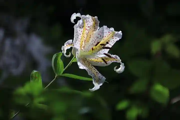 鹿島大神宮の自然