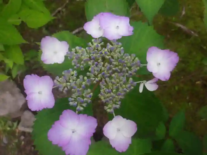 安國論寺(安国論寺)の自然
