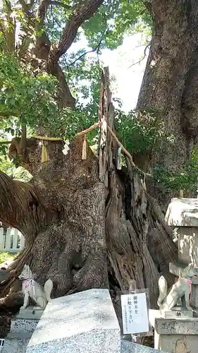 信太森神社（葛葉稲荷神社）(大阪府)